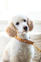 MUCKI, Hund, Pudel in Malsch - Bild 5
