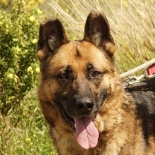 MAX, Hund, Deutscher Schäferhund in Spanien - Bild 1