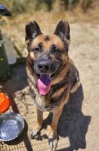 MAX, Hund, Deutscher Schäferhund in Spanien - Bild 2