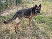 MAX, Hund, Deutscher Schäferhund in Spanien - Bild 3