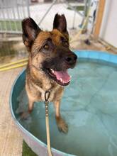 MAX, Hund, Deutscher Schäferhund in Spanien - Bild 4