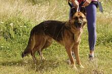 MAX, Hund, Deutscher Schäferhund in Spanien - Bild 5