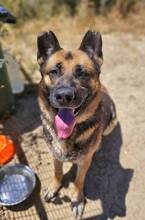 MAX, Hund, Deutscher Schäferhund in Spanien - Bild 6