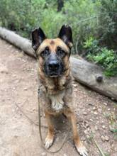 MAX, Hund, Deutscher Schäferhund in Spanien - Bild 7