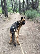 MAX, Hund, Deutscher Schäferhund in Spanien - Bild 9