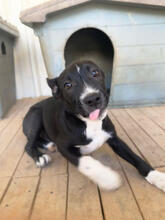KELLOG, Hund, Mischlingshund in Portugal - Bild 2
