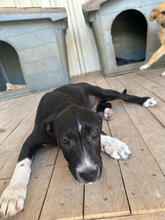 KELLOG, Hund, Mischlingshund in Portugal - Bild 3