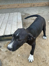 KELLOG, Hund, Mischlingshund in Portugal - Bild 4