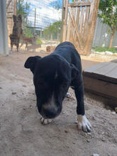 KELLOG, Hund, Mischlingshund in Portugal - Bild 5