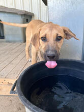 CHEERIO, Hund, Mischlingshund in Portugal - Bild 1