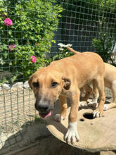 CHEERIO, Hund, Mischlingshund in Portugal - Bild 3