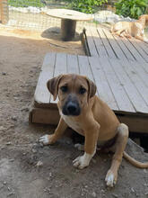 CHEERIO, Hund, Mischlingshund in Portugal - Bild 4
