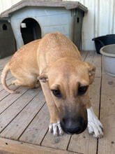 CHEERIO, Hund, Mischlingshund in Portugal - Bild 5