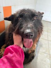CONGO, Hund, Mischlingshund in Portugal - Bild 1