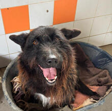 CONGO, Hund, Mischlingshund in Portugal - Bild 2