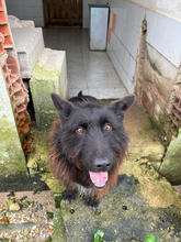 CONGO, Hund, Mischlingshund in Portugal - Bild 3