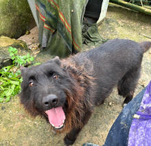 CONGO, Hund, Mischlingshund in Portugal - Bild 4