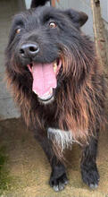 CONGO, Hund, Mischlingshund in Portugal - Bild 5
