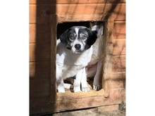 TULSIE, Hund, Mischlingshund in Rumänien - Bild 1