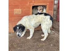 TULSIE, Hund, Mischlingshund in Rumänien - Bild 3