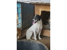 TULSIE, Hund, Mischlingshund in Rumänien - Bild 4