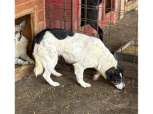 TULSIE, Hund, Mischlingshund in Rumänien - Bild 5