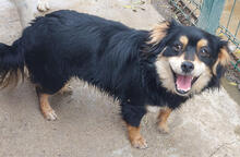 TECO, Hund, Mischlingshund in Portugal - Bild 2
