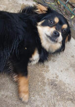 TECO, Hund, Mischlingshund in Portugal - Bild 3
