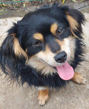 TECO, Hund, Mischlingshund in Portugal - Bild 4