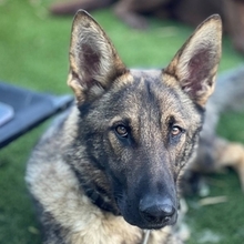 DANTE, Hund, Deutscher Schäferhund in Spanien - Bild 1