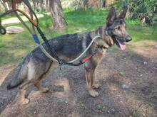 DANTE, Hund, Deutscher Schäferhund in Spanien - Bild 2