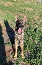 DANTE, Hund, Deutscher Schäferhund in Spanien - Bild 3