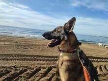 DANTE, Hund, Deutscher Schäferhund in Spanien - Bild 4