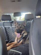 DANTE, Hund, Deutscher Schäferhund in Spanien - Bild 5