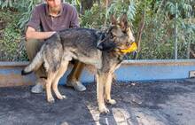 DANTE, Hund, Deutscher Schäferhund in Spanien - Bild 6