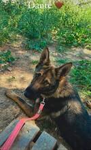 DANTE, Hund, Deutscher Schäferhund in Spanien - Bild 7