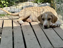 SMACKS, Hund, Mischlingshund in Portugal - Bild 1