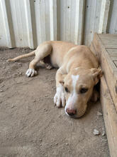 SMACKS, Hund, Mischlingshund in Portugal - Bild 2