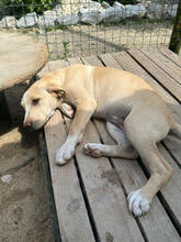 SMACKS, Hund, Mischlingshund in Portugal - Bild 3