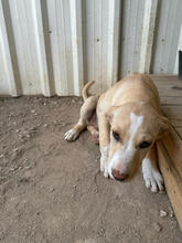 SMACKS, Hund, Mischlingshund in Portugal - Bild 4