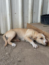 SMACKS, Hund, Mischlingshund in Portugal - Bild 5