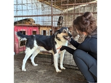 PERCY, Hund, Mischlingshund in Rumänien - Bild 3