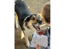 PERCY, Hund, Mischlingshund in Rumänien - Bild 4
