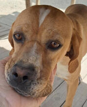 KAKI, Hund, Perdiguero de Portugues in Portugal - Bild 1