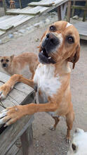 KAKI, Hund, Perdiguero de Portugues in Portugal - Bild 2
