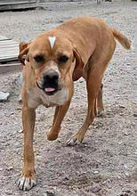 KAKI, Hund, Perdiguero de Portugues in Portugal - Bild 3