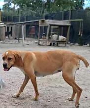 KAKI, Hund, Perdiguero de Portugues in Portugal - Bild 4
