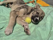 BANDERAS, Hund, Mischlingshund in Rumänien - Bild 1