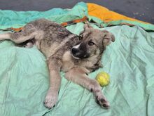 BANDERAS, Hund, Mischlingshund in Rumänien - Bild 2