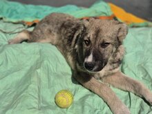 BANDERAS, Hund, Mischlingshund in Rumänien - Bild 3